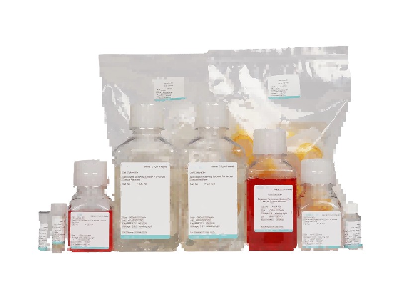 Mouse Cortical Neuron Isolation and Culture KitMouse Cortical Neuron Isolation and Culture Kit - 2
