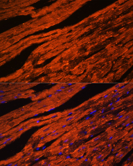 Immunofluorescence analysis of Mouse heart cells using LDB3 Polyclonal Antibody at dilution of  1:100. Blue: DAPI for nuclear staining.