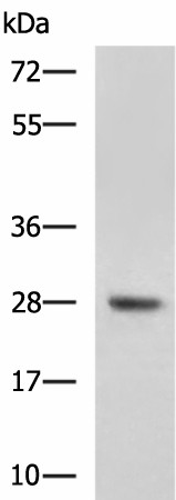 Western blot analysis of Mouse liver tissue lysate  using DHRS2 Polyclonal Antibody at dilution of 1:800