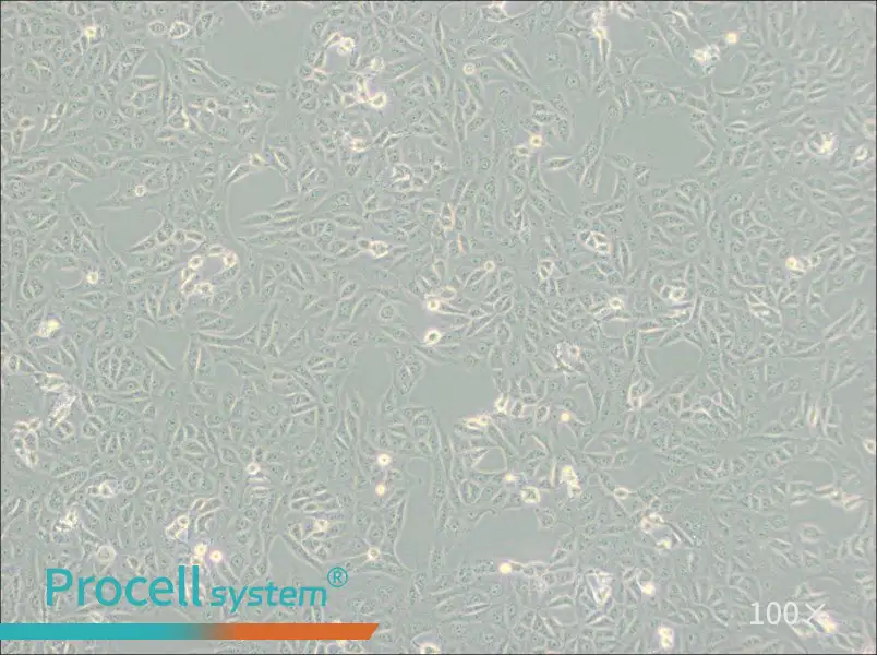 MA-104 [MA104] Cell Complete Medium - 1