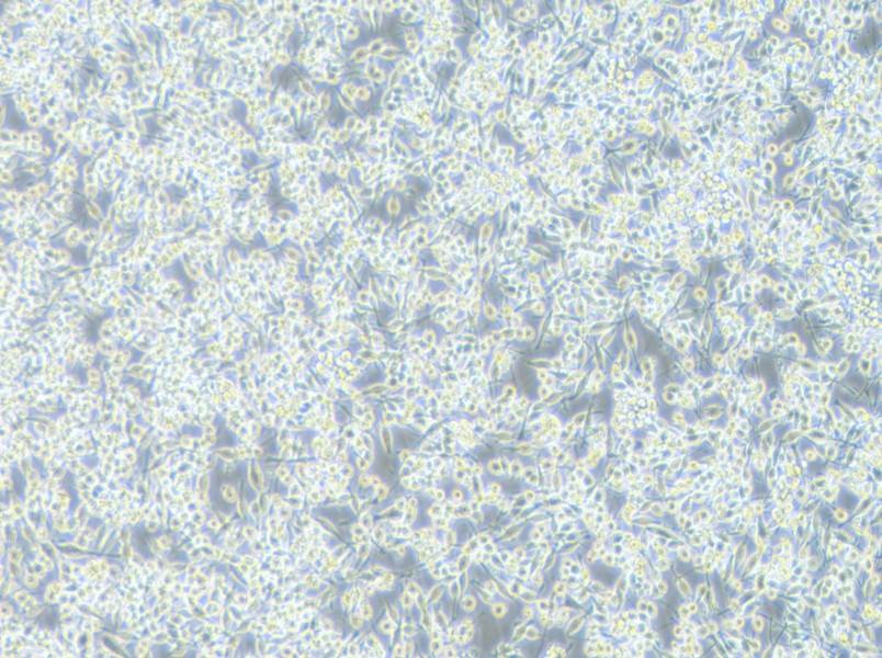 BV2-LUC Cell Complete Medium - 3