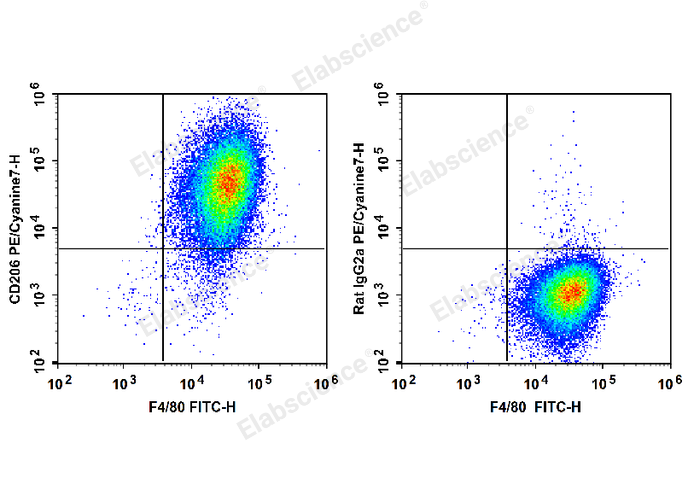 C57BL/6 murine abdominal macrophages elicited by starch broth are stained with FITC Anti-Mouse F4/80 Antibody and PE/Cyanine7 Anti-Mouse CD206 Antibody (Left). Abdominal macrophages are stained with FITC Anti-Mouse F4/80 Antibody and PE/Cyanine7 Rat IgG2a, κ Isotype Control (Right).