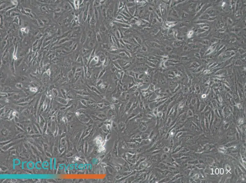 SW1710 (L15) Cell Complete Medium - 1