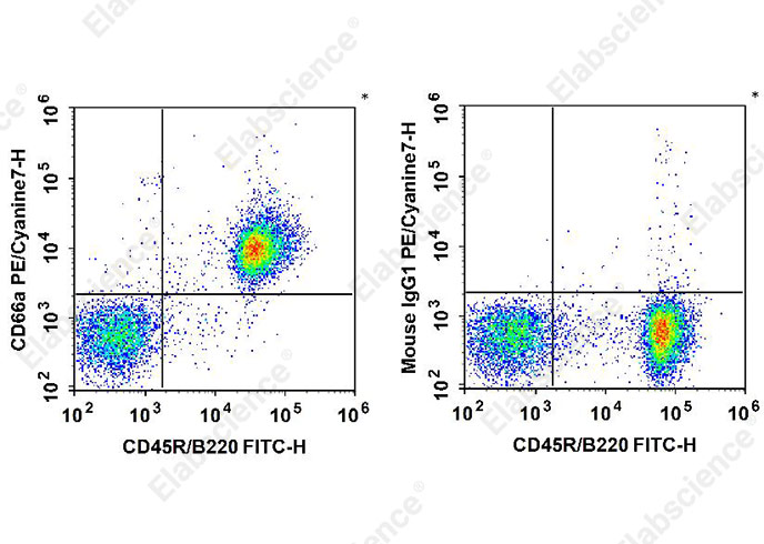 PE/Cyanine7 Anti-Mouse CD66A Antibody[Mab-CC1]-1