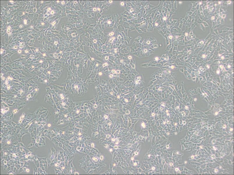 SK-N-AS Cell Complete Medium-searchlist-1