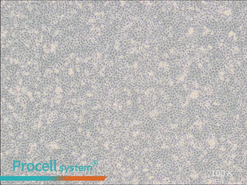 LM/TK [LMTK-] Cell Complete Medium - 3