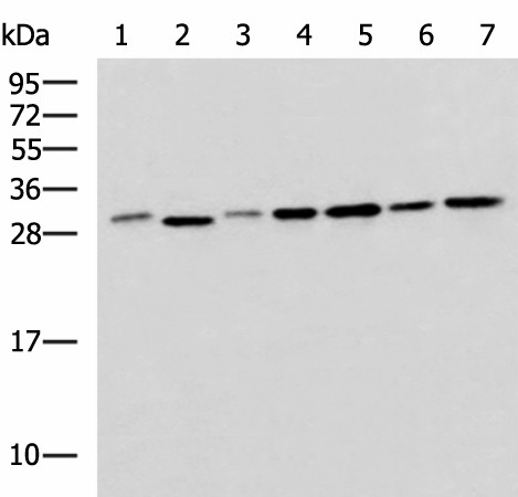 Western blot analysis of 293T LO2 Hela and Jurkat cell lysates  using EXOSC4 Polyclonal Antibody at dilution of 1:650