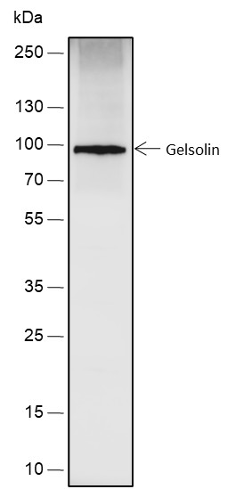 Recombinant Gelsolin Monoclonal Antibody-searchlist-1
