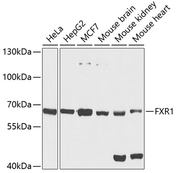 Western blot analysis of extracts of various cell lines using FXR1 Polyclonal Antibody at 1:1000 dilution.