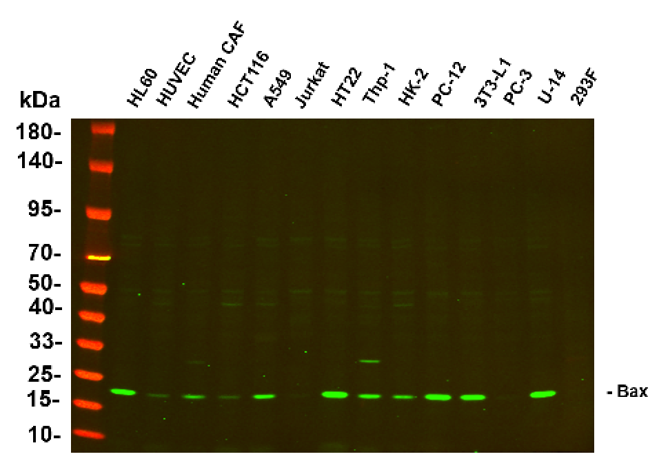 Recombinant Bax Monoclonal Antibody-searchlist-1