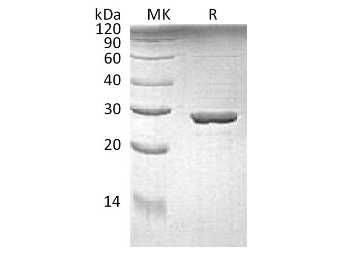 Recombinant E.coli Tryptophan Synthase alpha Chain/Trp A Protein