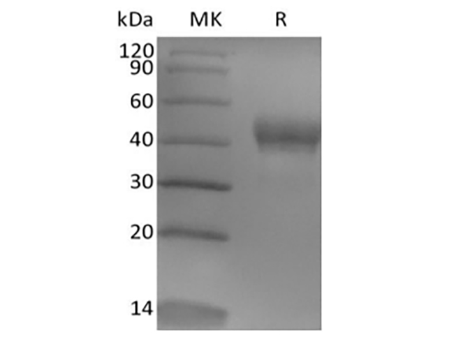 Immobilized Human TROP-2-His at 2ug/ml (100 ul/well) can bind Anti-Human TROP-2 mAb. The ED50 of Anti-Human TROP-2 mAb is 13.03 ng/ml.