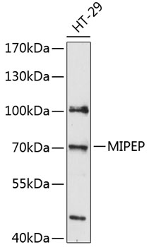 Western blot analysis of extracts of HT-29 cells using MIPEP Polyclonal Antibody at 1:3000 dilution.