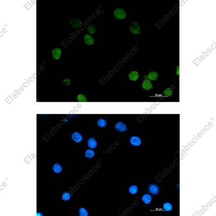 Recombinant Daxx Monoclonal Antibody - 3