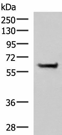 Western blot analysis of NIH/3T3 cell lysate  using PPP2R1A Polyclonal Antibody at dilution of 1:850