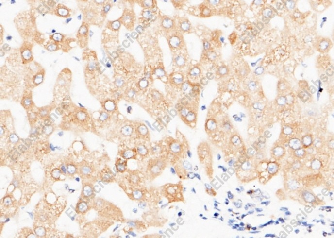 P4HB/ERBA2L Monoclonal Antibody - 2