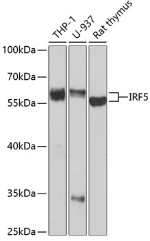 Western blot analysis of extracts of various cell lines using IRF5 Polyclonal Antibody at 1:1000 dilution.