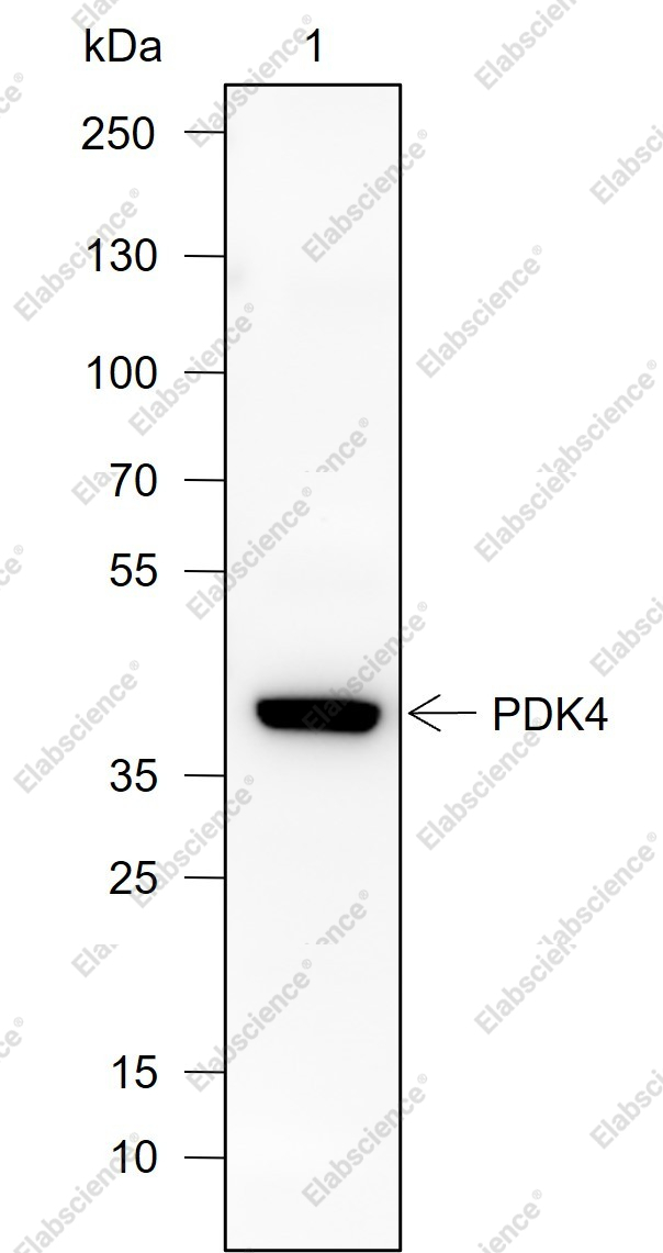 Recombinant PDK4 Monoclonal Antibody - 1
