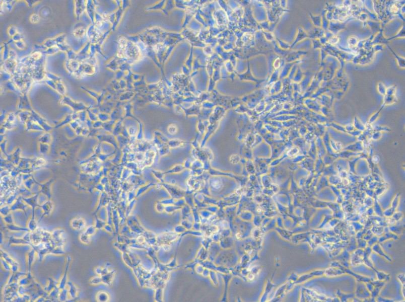 D283 Med Cell Complete Medium - small - 6