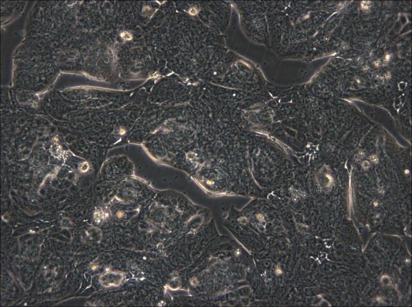 MFE-280 Cell Complete Medium - 4