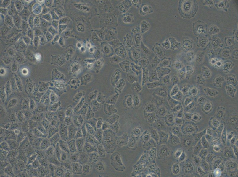 NCI-H838 Cell Complete Medium - 5