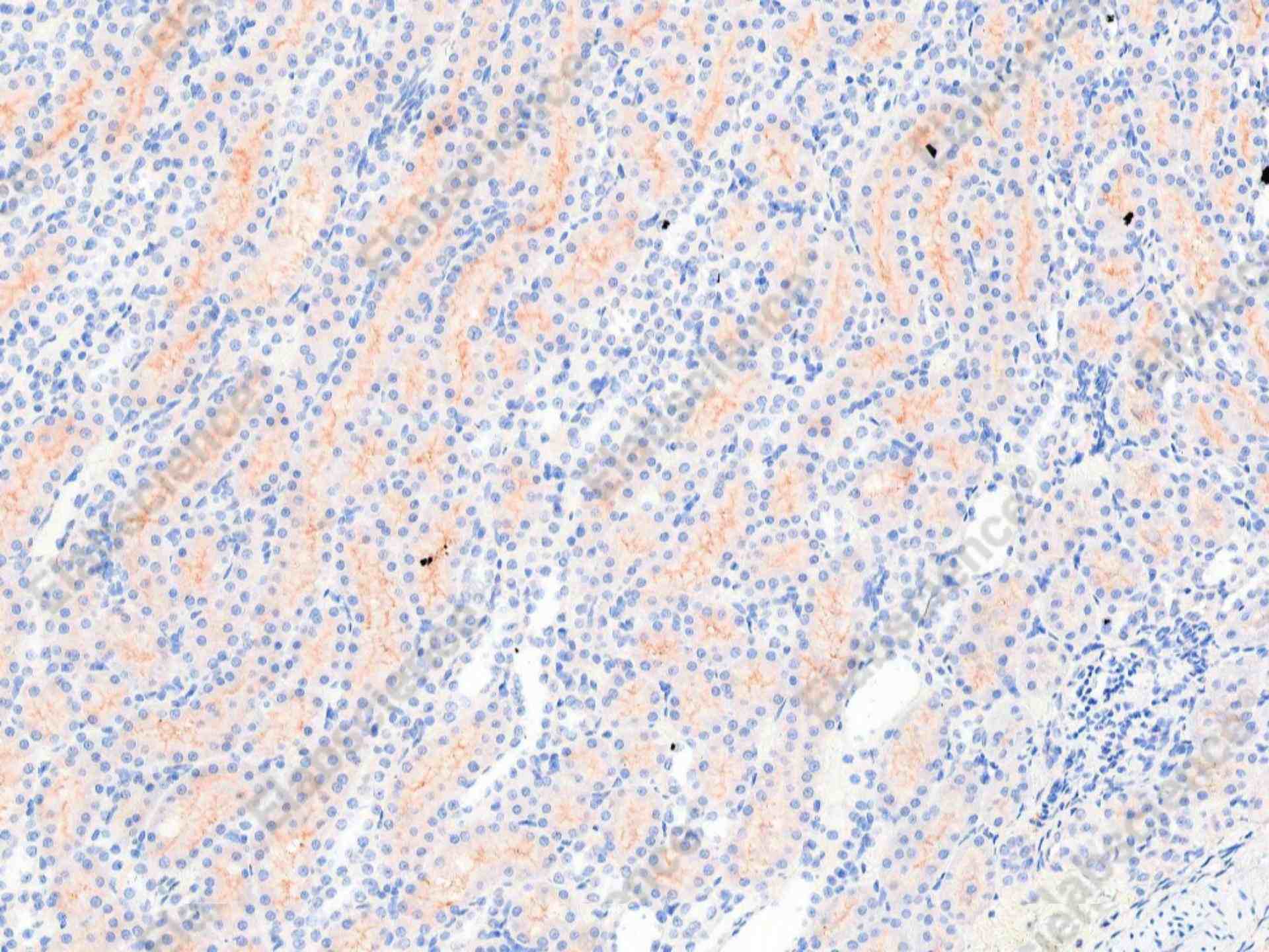 Recombinant Bax Monoclonal Antibody - 1