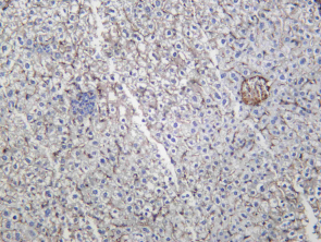 Recombinant IKKε Monoclonal Antibody - 2