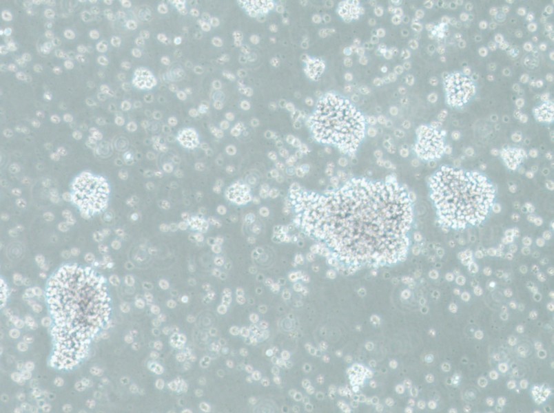 SU-DHL-10 Cell Complete MediumSU-DHL-10 Cell Complete Medium - 2