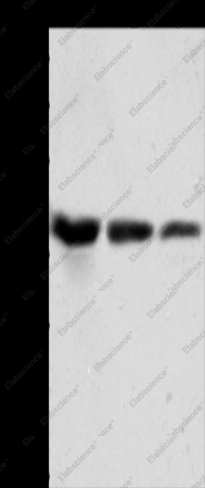 ANXA1 Polyclonal Antibody - 1