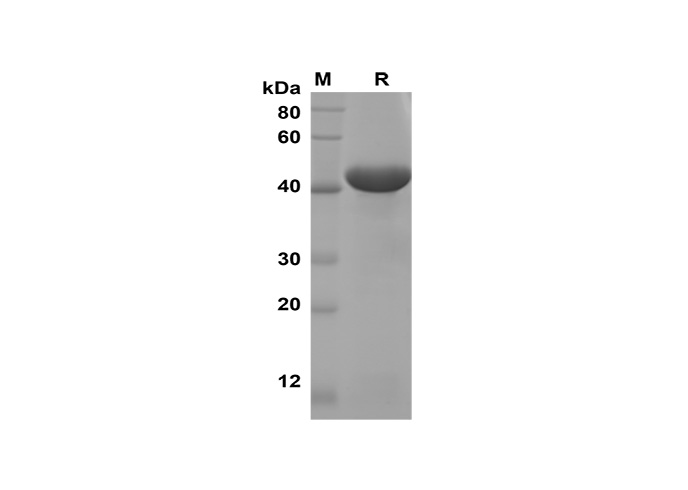 Recombinant Rat TNF-α Protein(GST Tag)-searchlist-1