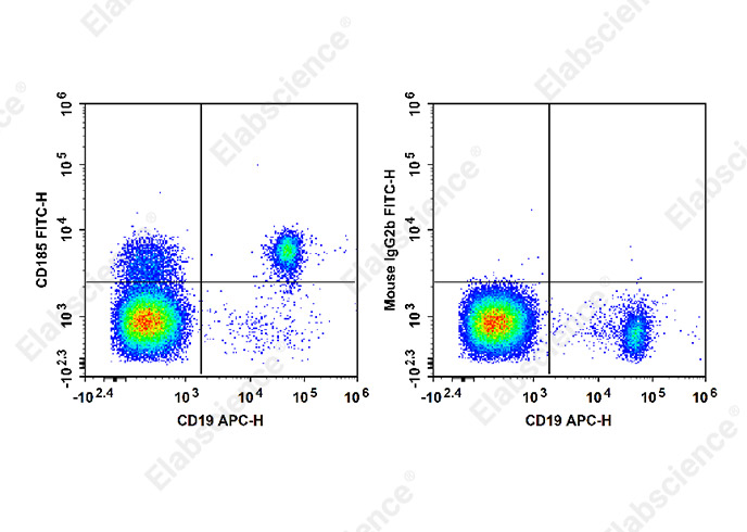 FITC Anti-Human CD185 Antibody[MU5UBEE]-1