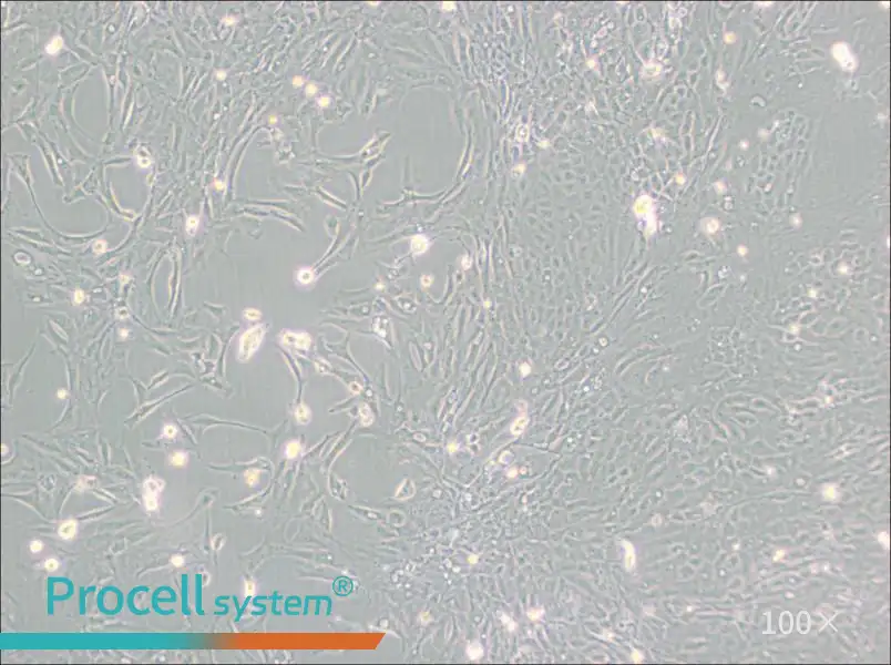 Pt K1 [NBL-3] Cell Complete Medium - 2