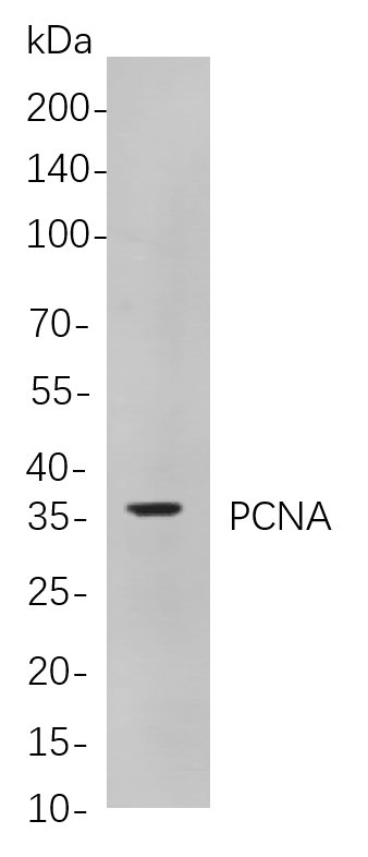 Recombinant PCNA Monoclonal Antibody-searchlist-1