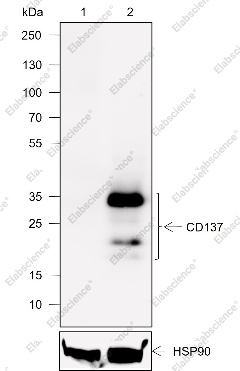 Recombinant CD137 Monoclonal Antibody - 1