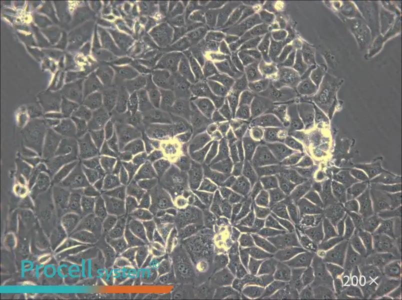CMT93 Cell Complete Medium - 4