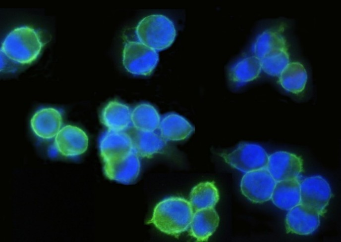 Recombinant EpCAM/TROP-1/TACSTD1 Monoclonal Antibody - small - 2