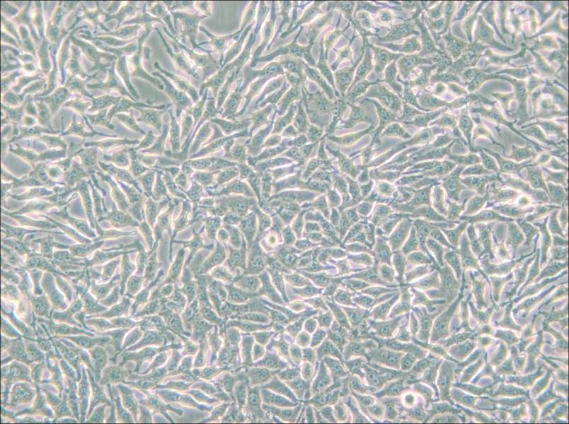 B16 Cell Complete Medium - small - 6