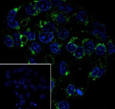 Recombinant ATG9A Monoclonal Antibody - 3