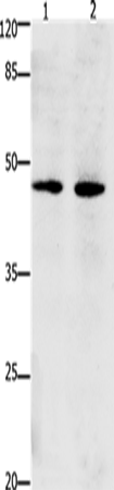 Western Blot analysis of Hepg2 and Hela cell using Dap3 Polyclonal Antibody at dilution of 1:900