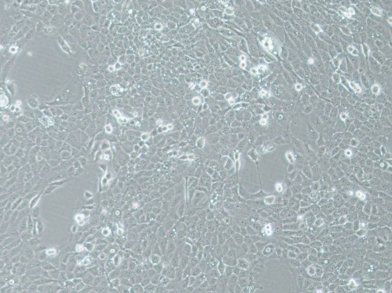 UM-SCC-1 Cell Complete MediumUM-SCC-1 Cell Complete Medium - 3