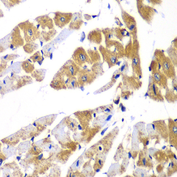 Immunohistochemistry of paraffin-embedded Mouse heart using PPP1R12A Polyclonal Antibody at dilution of  1:100 (40x lens).