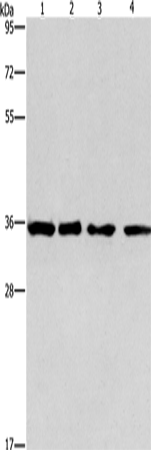 Western Blot analysis of 293T, hepG2, hela and A549 cell using INHBC Polyclonal Antibody at dilution of 1:550