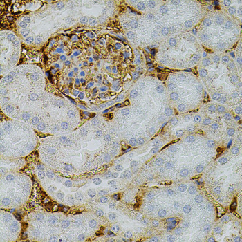 Immunohistochemistry of paraffin-embedded Mouse kidney using NTF3 Polyclonal Antibody at dilution of 1:100 (40x lens).