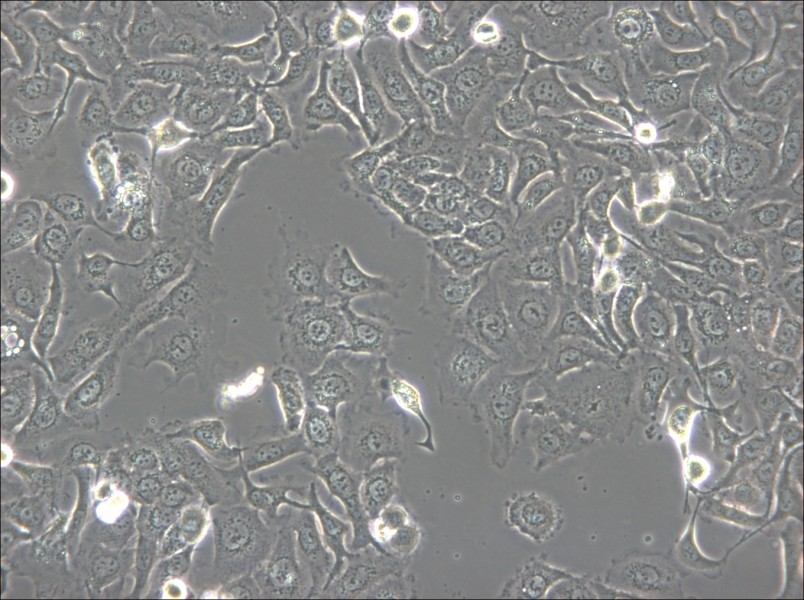 KU-19-19 Cell Complete Medium - 4