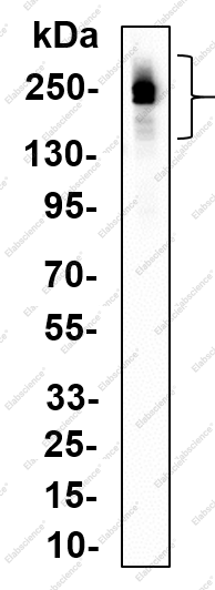 Recombinant MRP1 Monoclonal Antibody - 1