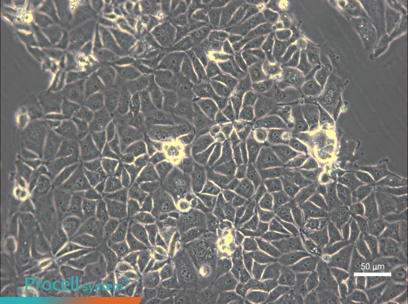 CMT93 Cell Complete Medium - 4