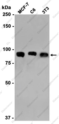 Recombinant VCP Monoclonal Antibody - 1