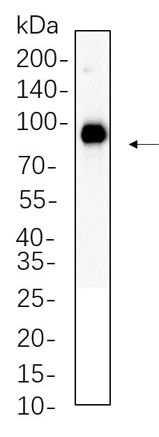 Recombinant FAP Monoclonal Antibody-searchlist-1