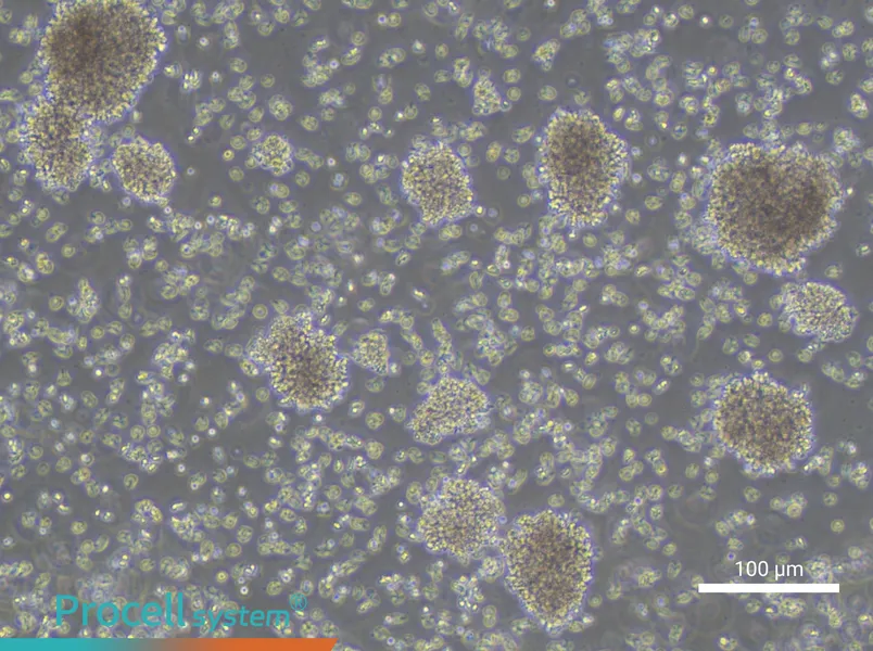 YAC-1 Cell Complete Medium - 1