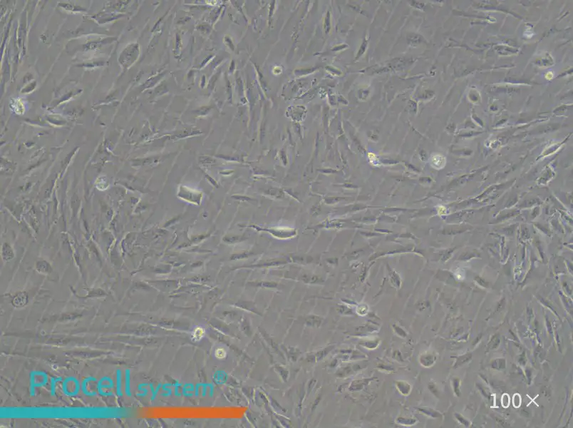 SSP-25 Cell Complete MediumSSP-25 Cell Complete Medium - 3